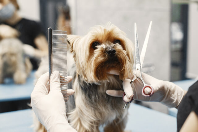 Dog getting a professional haircut at a South Carolina pet grooming salon