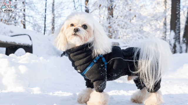 Furry dog standing in snow showing winter coat matting risk