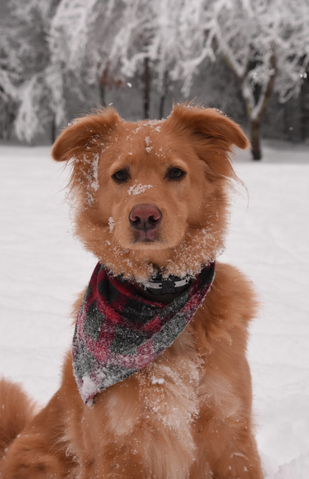 Furry dog with snow on face showing winter matting risk in Myrtle Beach