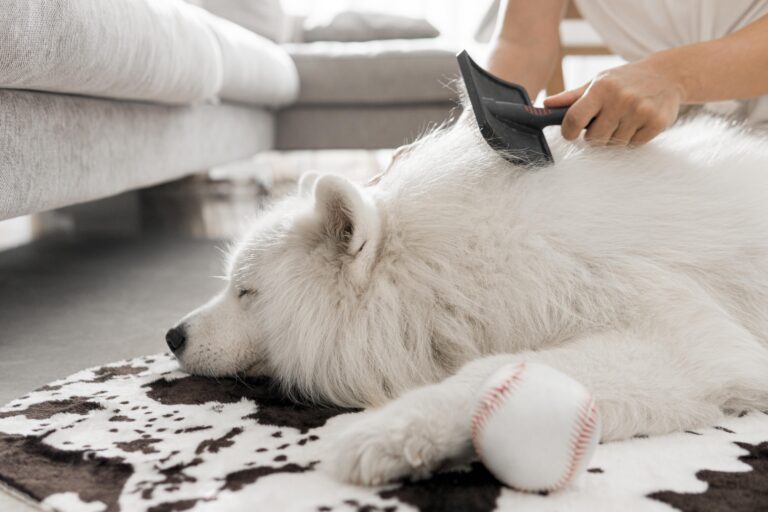 White fluffy dog being brushed during spring shedding season at PetDog Grooming in Myrtle Beach by a professional pet groomer near me.