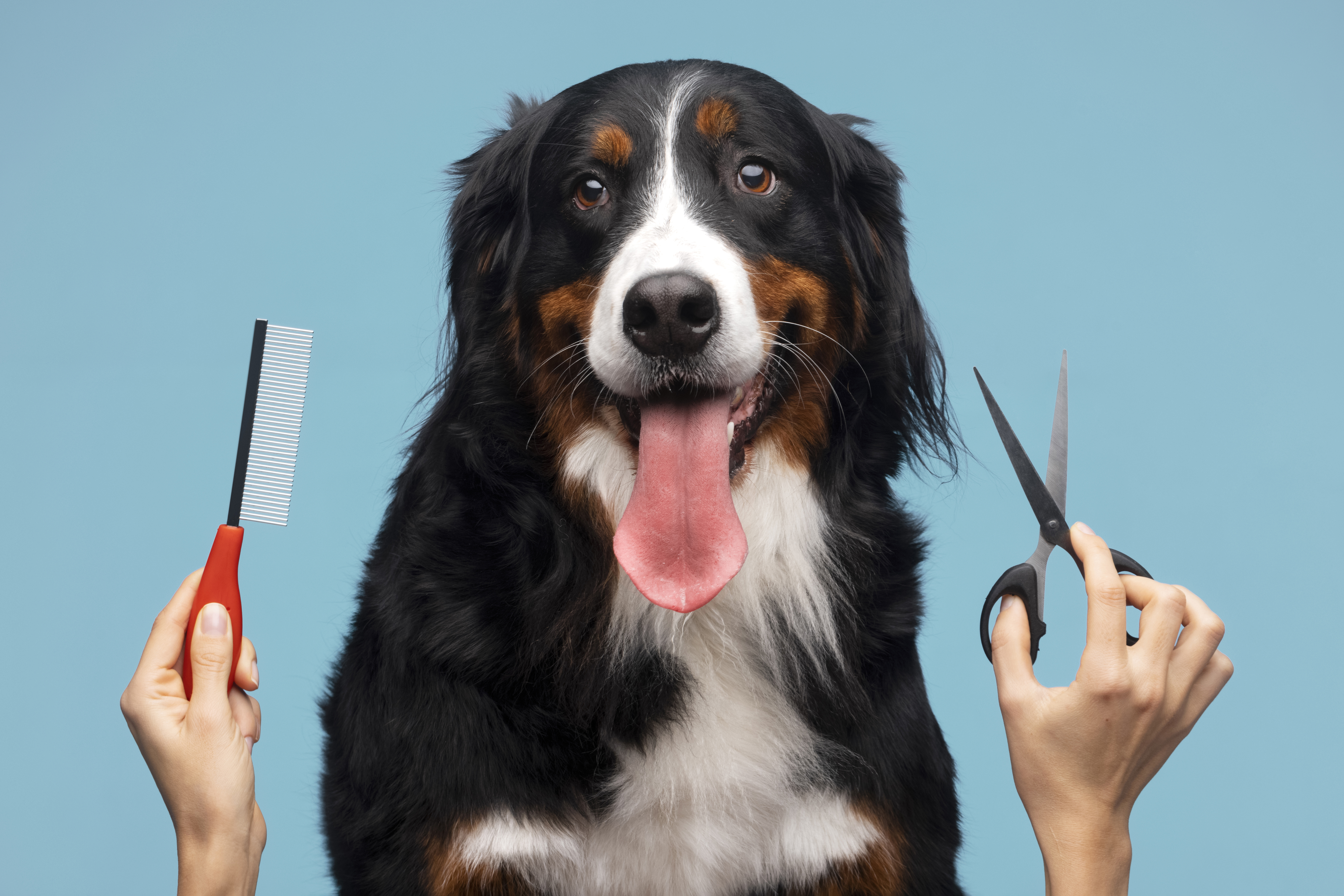dog grooming and de-shedding treatment in Myrtle Beach.