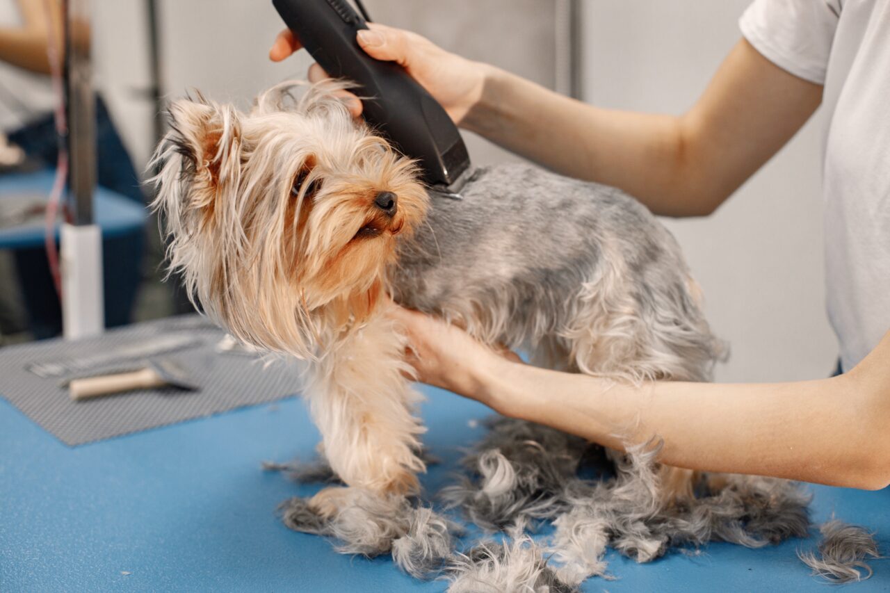 Professional dog grooming in Myrtle Beach with PetDog Grooming, a groomer de-shedding and trimming a small dog’s coat during a February grooming session