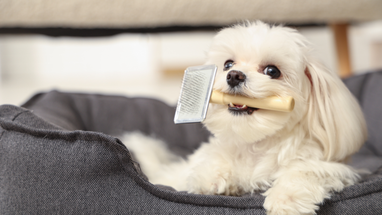 A small white dog holding a slicker brush in its mouth for spring dog grooming at PetDog Grooming.