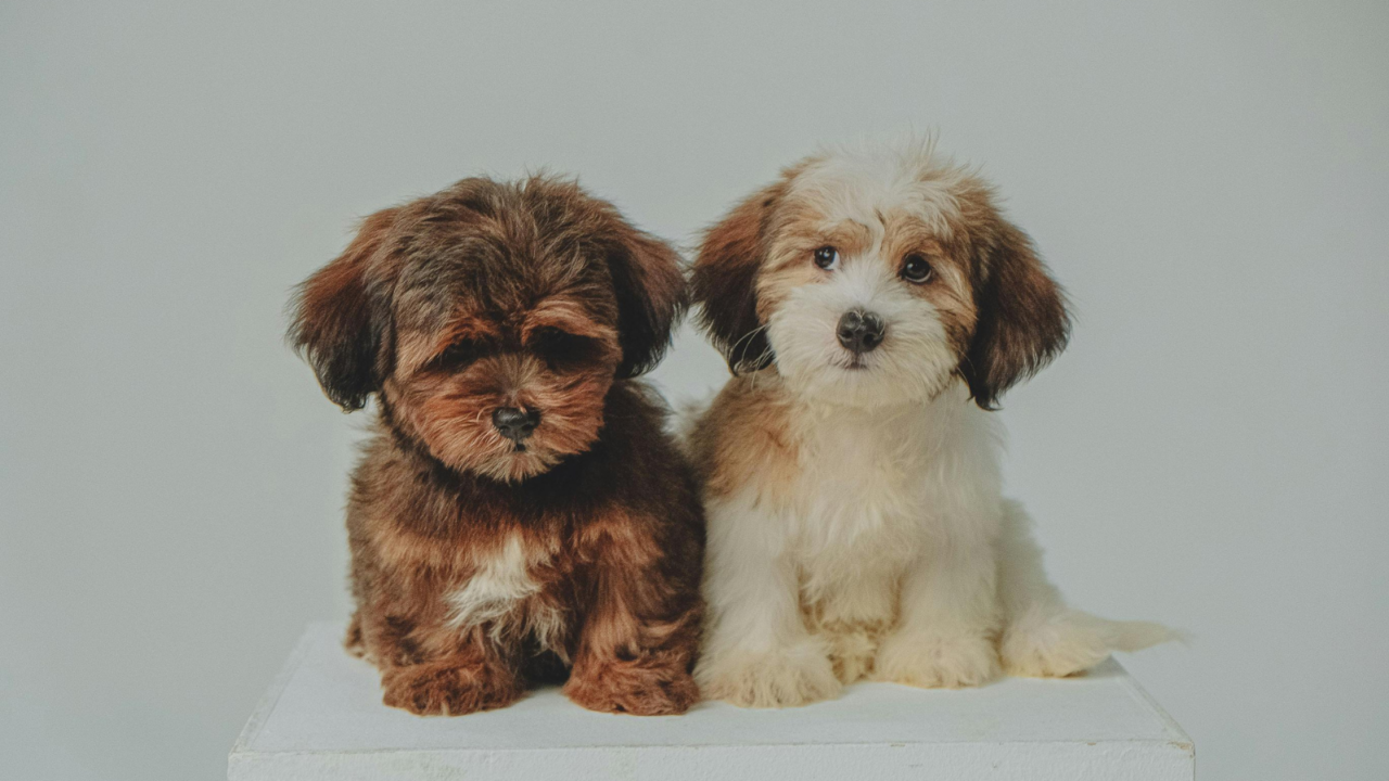 Two fluffy brown and white puppies waiting for their seasonal dog grooming session at PetDog Grooming.