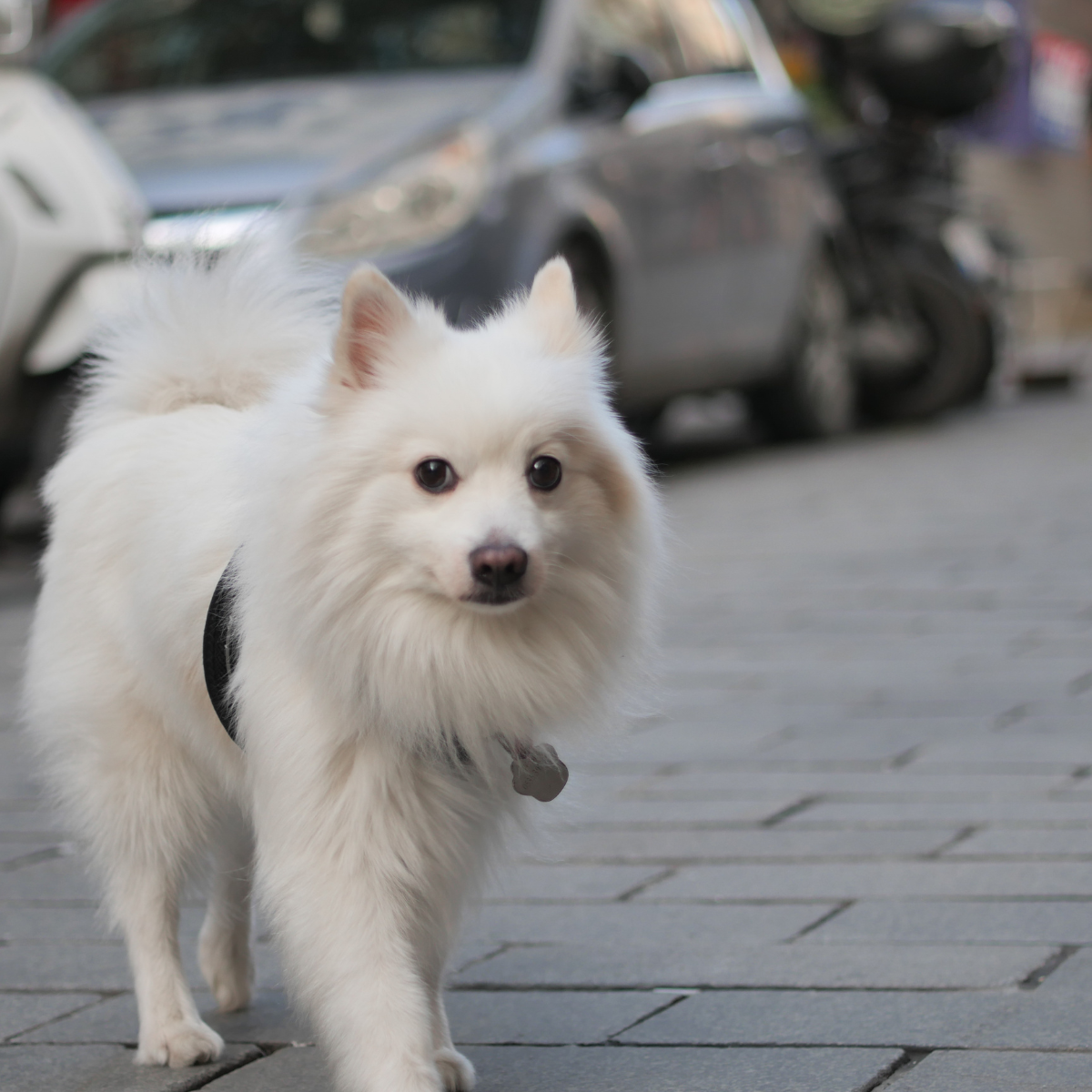 A freshly clean and groomed small white Spitz-type dog wearing a black harness walks on a paved sidewalk, illustrating the results of professional dog grooming at PetDog Grooming.