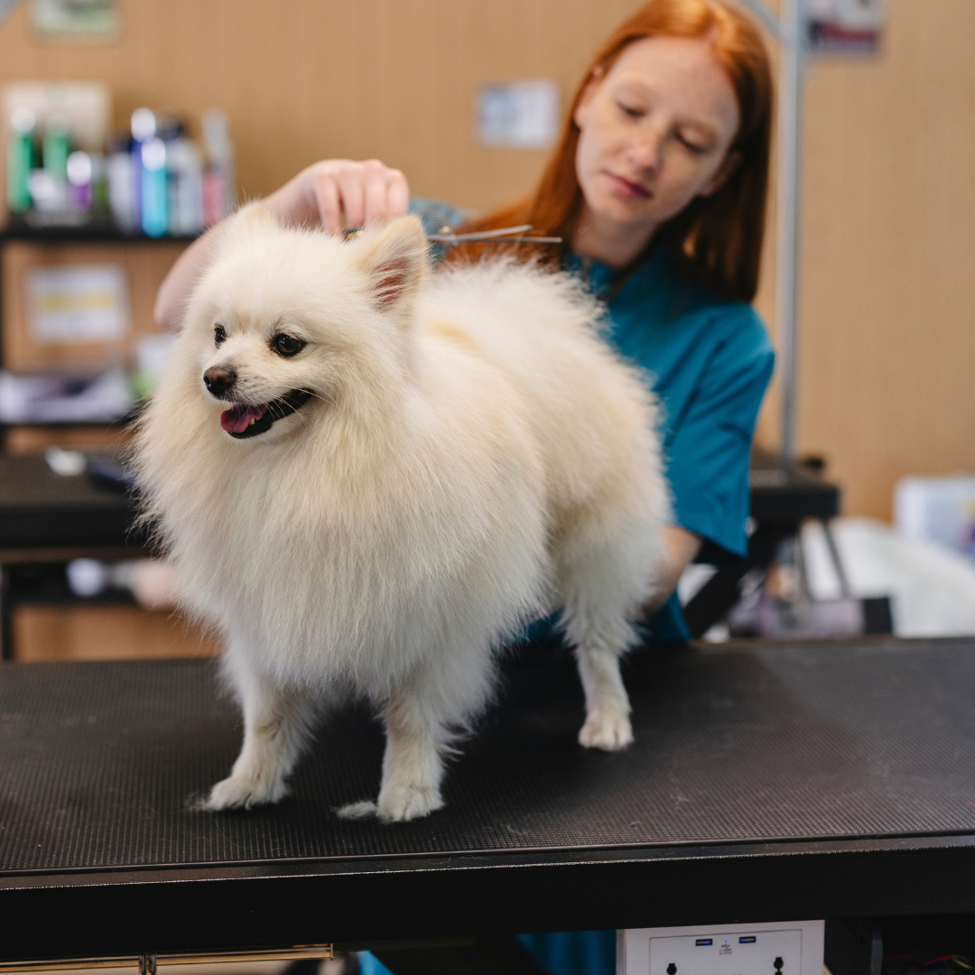 ofessional dog groomer near me performing a haircut, blowout and trim on a white Pomeranian in Myrtle Beach.