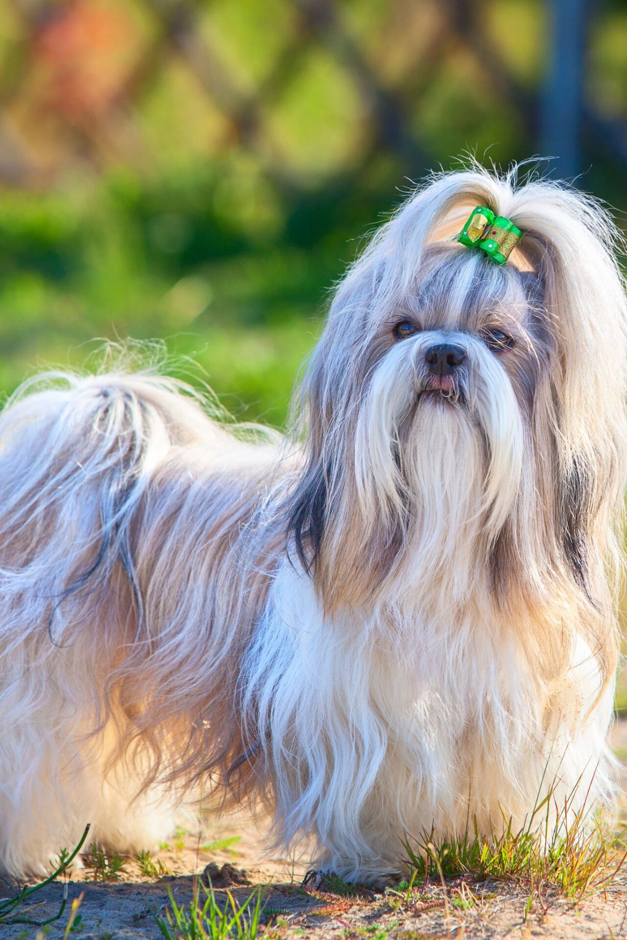 A small Shih Tzu with long, silky white and brown hair and a green bow, representing high-quality pet dog grooming.