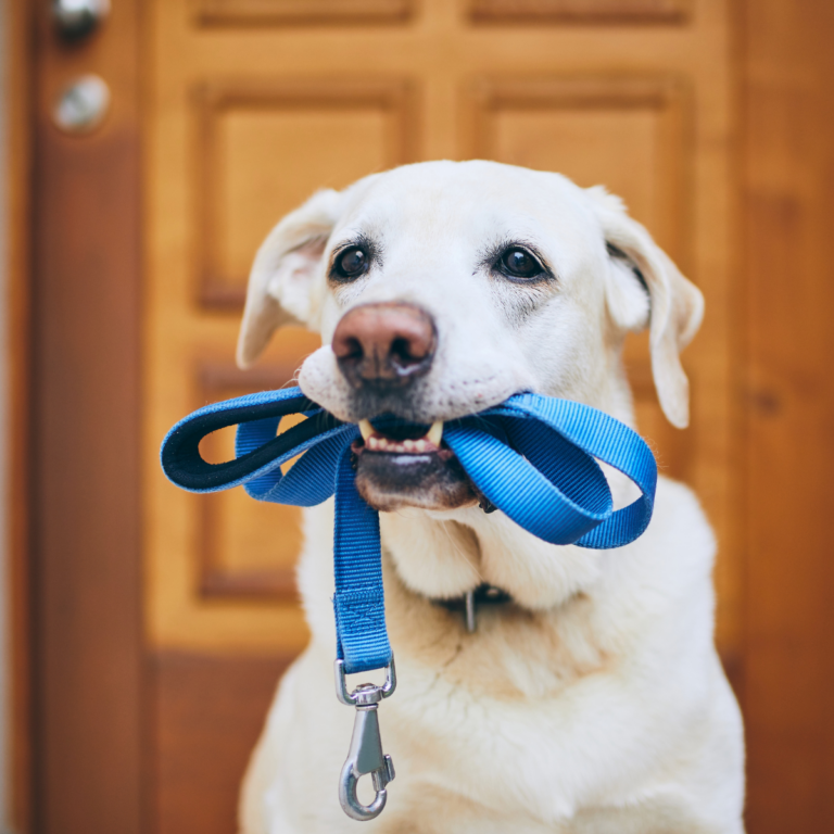 A light-colored Golden Labrador, whose smooth coat is maintained by PetDog Grooming, sits in front of a wooden door with a bright blue leash held in its