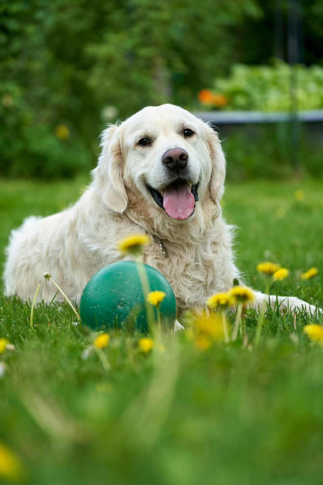 A light-colored Golden Retriever laying in the grass with a green ball at a dog-friendly park in Myrtle Beach.
