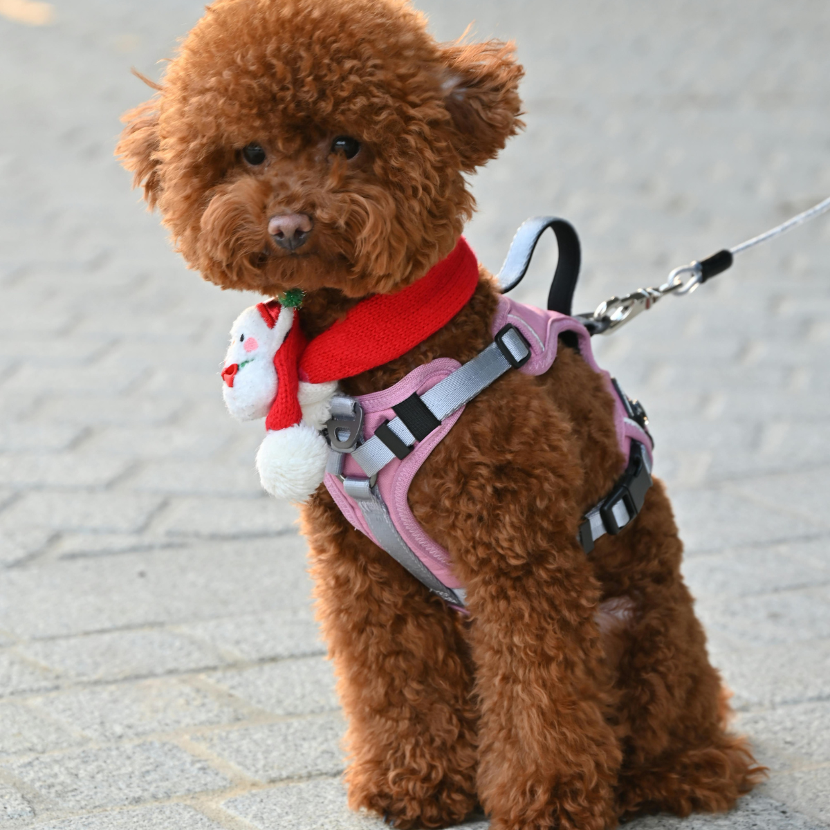 perfectly coiffed, miniature brown curly Poodle, demonstrating the quality of dog grooming from PetDog Grooming, sits outside on cobblestone wearing a pink reflective harness and a red scarf.