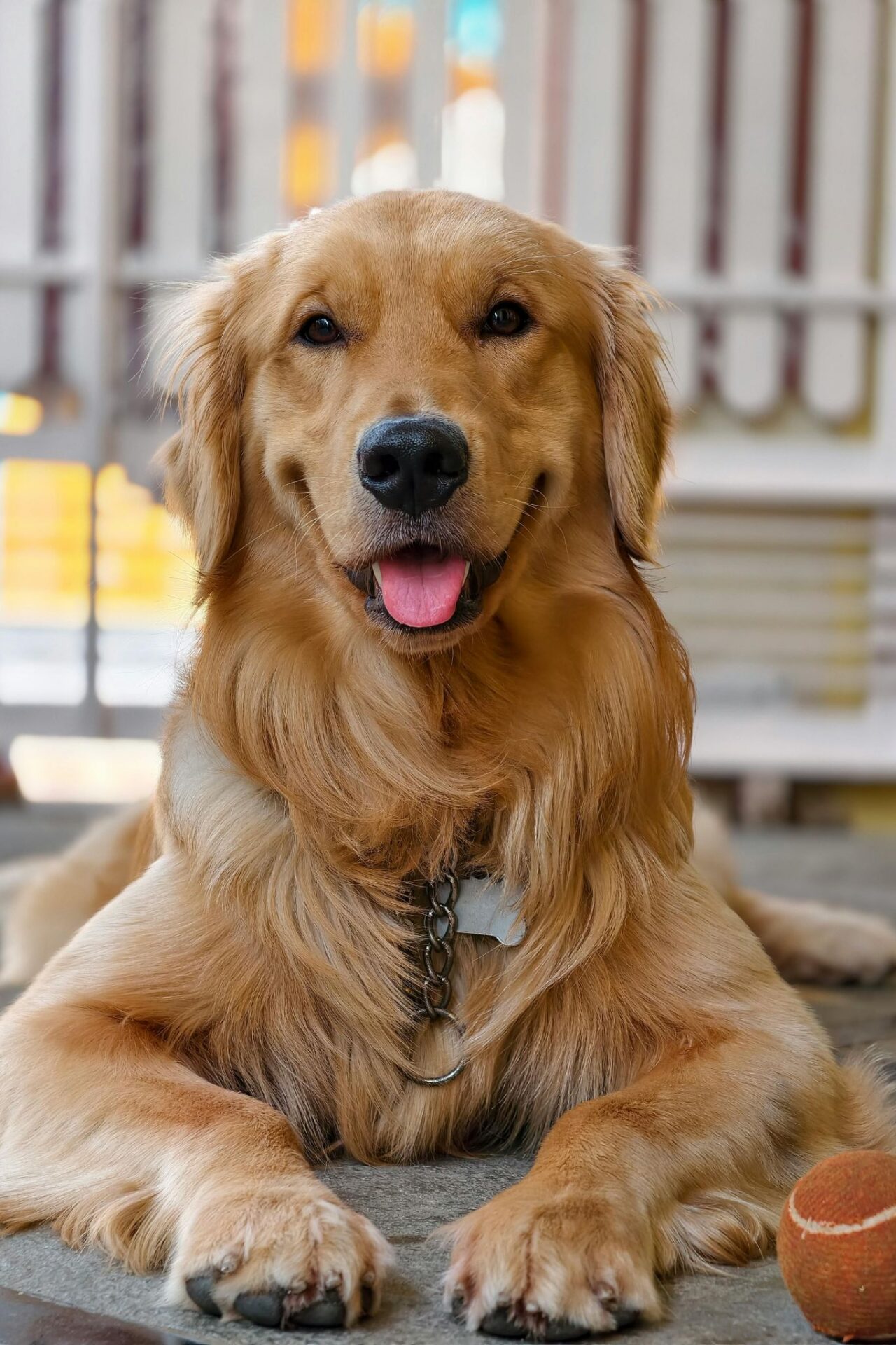 A smiling Golden Retriever laying down indoors with a tennis ball after visiting a pet grooming salon.