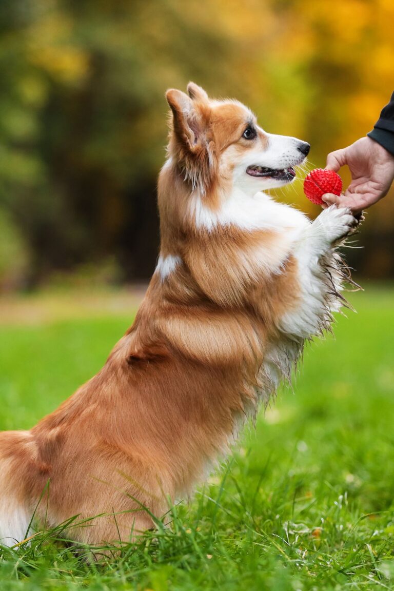 A fluffy Corgi standing on its hind legs to reach a red ball in a grassy area, showcasing professional pet dog grooming results.