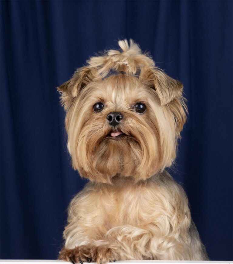 A Yorkshire Terrier with a professional Teddy Bear cut and top knot from a pet dog grooming salon in Myrtle Beach.