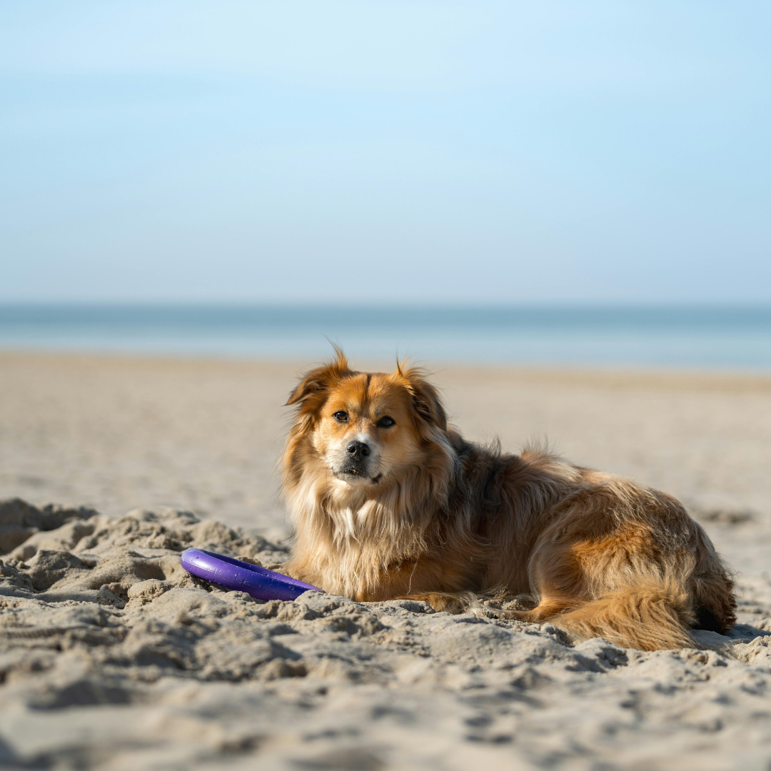 A medium-sized, long-haired golden mixed-breed dog lying comfortably on loose sand at a sunny beach, looking at the camera next to a purple frisbee.