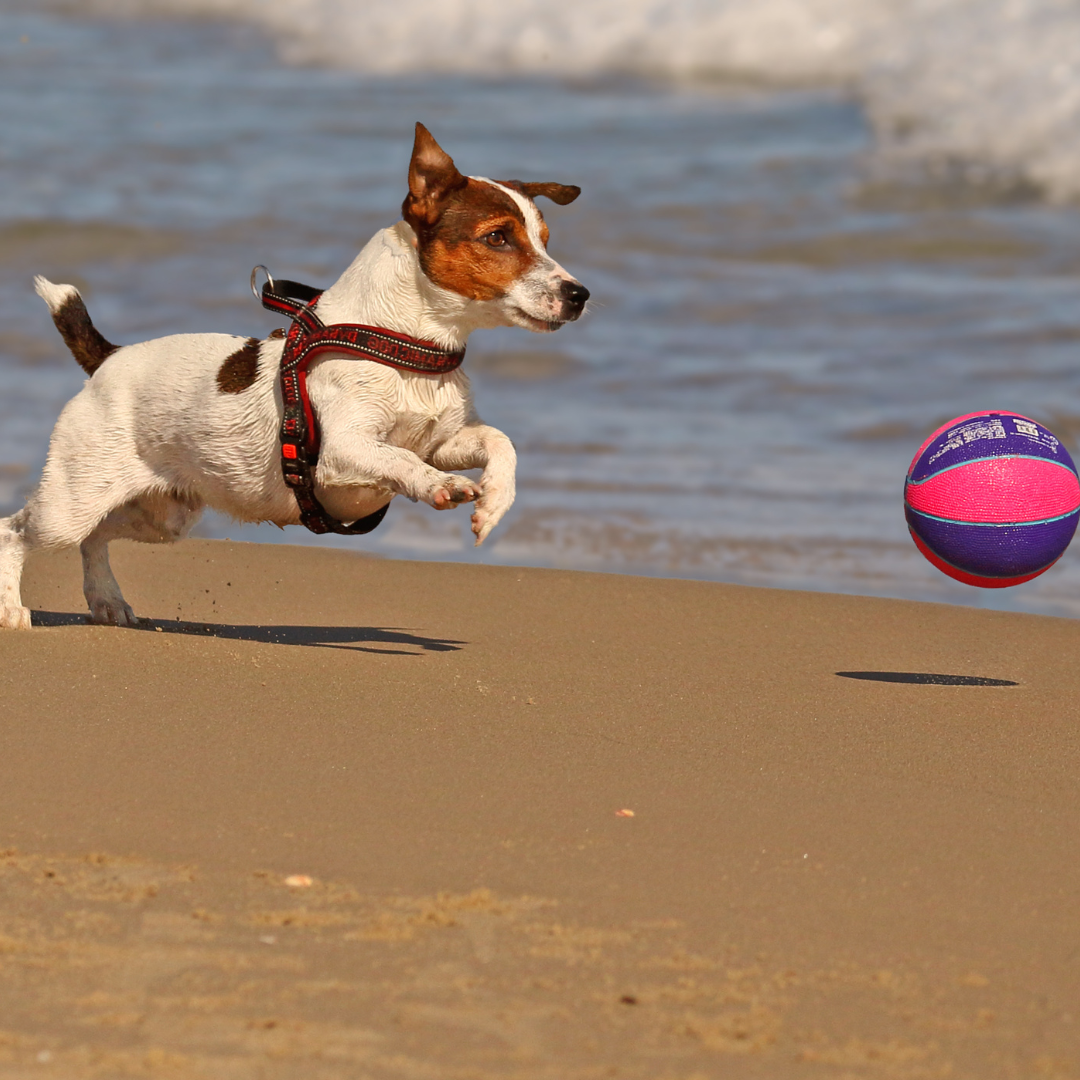 A small, white and brown Jack Russell Terrier wearing a red harness, caught mid-air while running at full speed along a wet, reflective shoreline towards a purple and pink ball at Myrtle Beach desert.